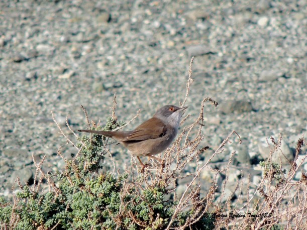 Female Sardinian Warbler keeping an eye on what's above her, Larnaca Sewage Works 15th December (c) Cyprus Birding Tours