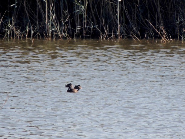 Record shot of three White-headed Duck, Oroklini Marsh 14th December 2015 (c) Cyprus Birding Tours