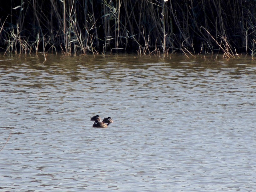 Record shot of three White-headed Duck, Oroklini Marsh 14th December 2015 (c) Cyprus Birding Tours