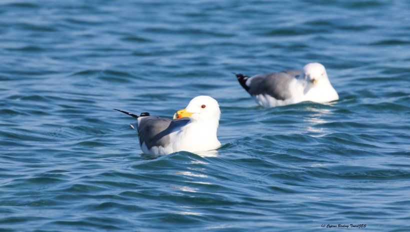 Armenian Gull Lady's Mile 29th January 2016 (c) Cyprus Birding Tours