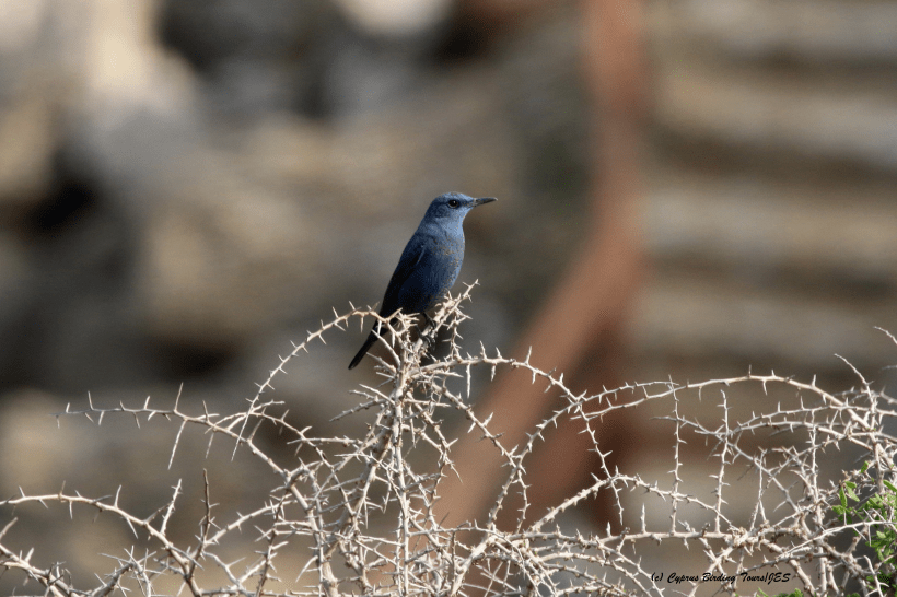 Blue Rock Thrush Cape Greco 22nd January 2016 (c) Cyprus Birding Tours