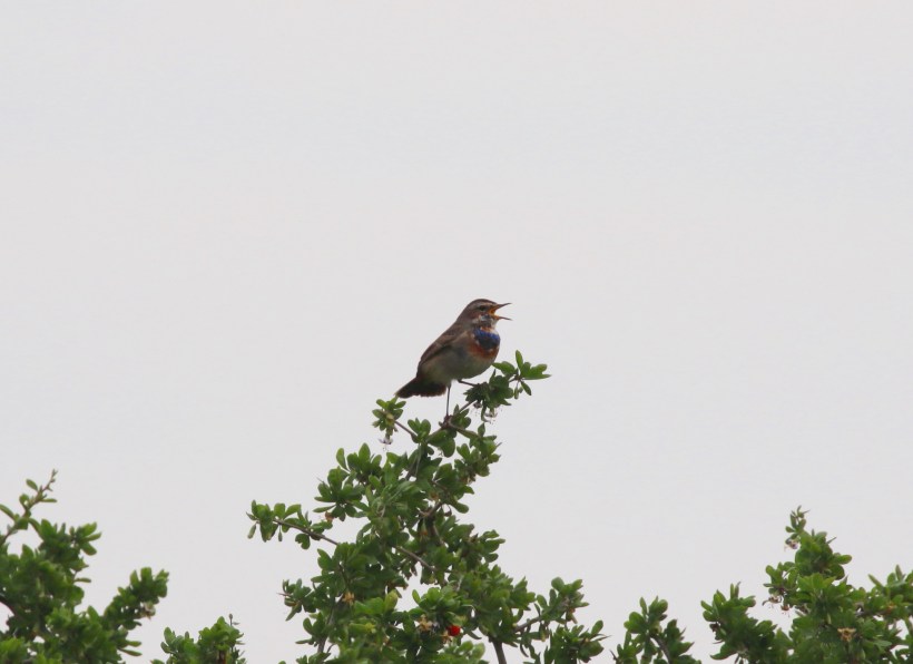 Bluethroat, Agios Sozomenos 21st January 2016 (c) Cyprus Birding Tours