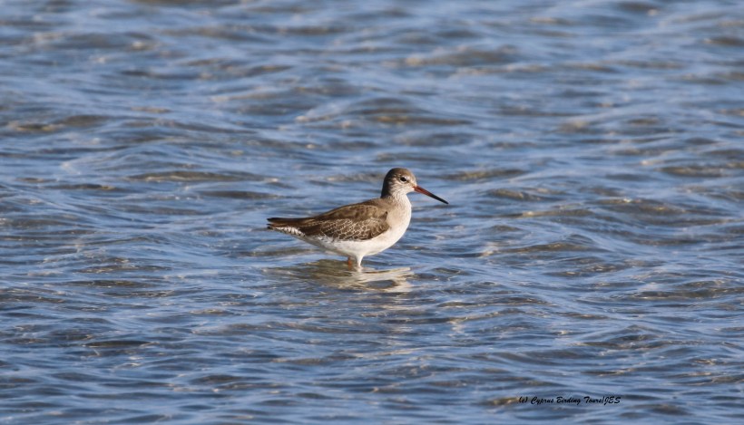 Common Redshank Lady's Mile 29th January 2016 (c) Cyprus Birding Tours