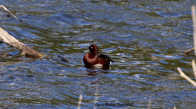 Ferruginous Duck, Athalassa Park 19th January 2016 (c) Cyprus Birding Tours