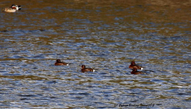 Four Ferruginous Duck, Athalassa Park 19th January 2016 (c) Cyprus Birding Tours