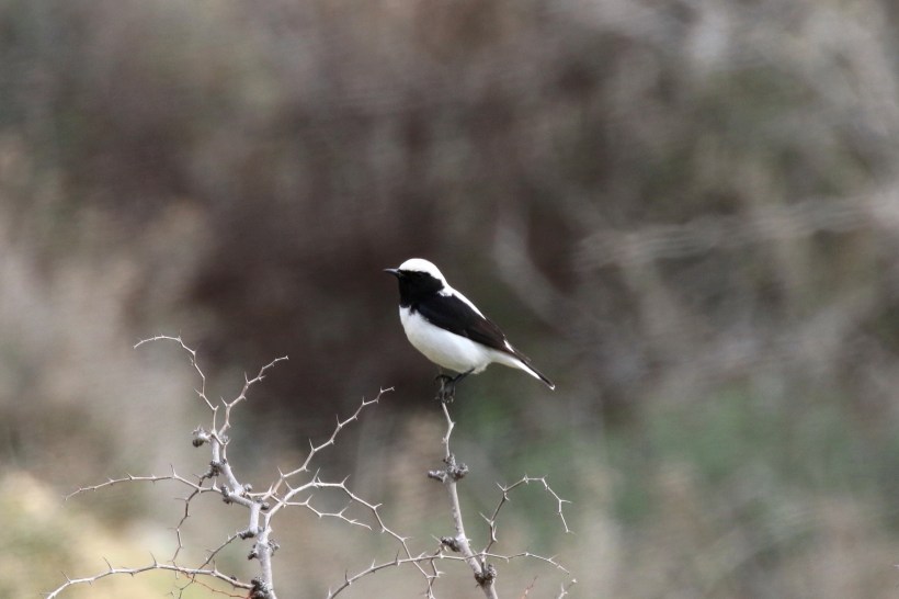 Finsch's Wheatear, Agios Sozomenos 21st January 2016 (c) Cyprus Birding Tours