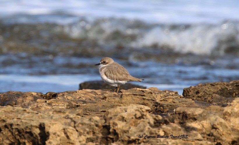 Greater Sand Plover Agia Trias 22nd January 2016 (c) Cyprus Birding Tours