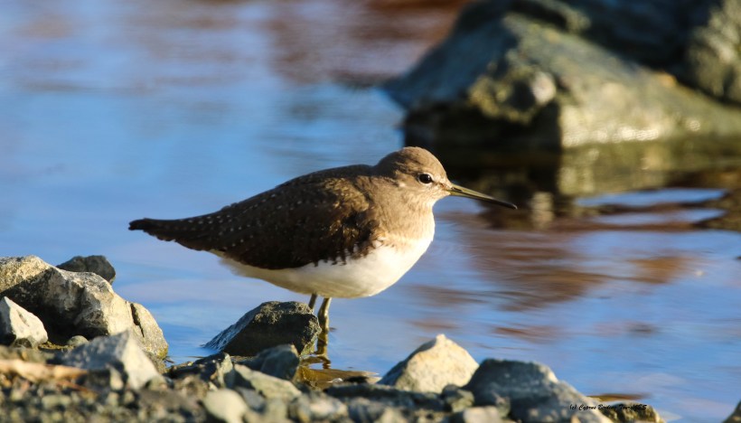Green Sandpiper Zakaki Marsh 29th January 2016 (c) Cyprus Birding Tours