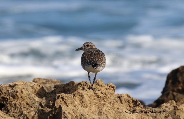 Grey Plover Agia Trias 22nd January 2016 (c) Cyprus Birding Tours