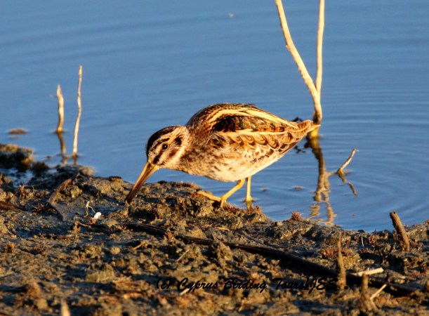 Jack Snipe, Germasogeia Dam 9th January 2016 (c) Cyprus Birding Tours