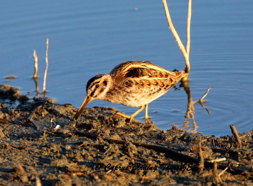 Jack Snipe, Germasogeia Dam 9th January 2016 (c) Cyprus Birding Tours