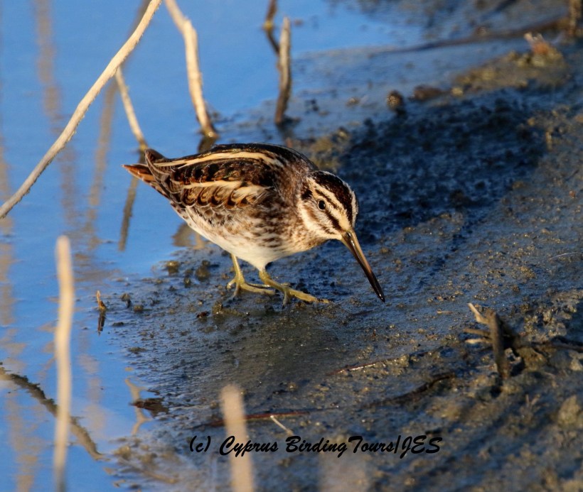 Jack Snipe Germasogeia Dam 9th January 2016 (c) Cyprus Birding Tours