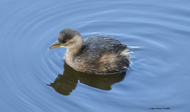 Little Grebe Athalassa Park 27th January 2016 (c) Cyprus Birding Tours
