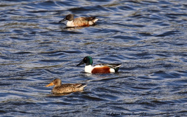 Northern Shoveler Athalassa Park 19th January 2016 (c) Cyprus Birding Tours