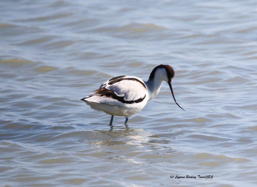 Pied Avocet Lady's Mile 29th January 2016 (c) Cyprus Birding Tours