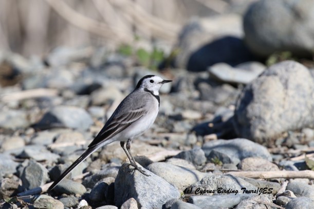 White Wagtail Germasogeia Dam January 9th 2016 (c) Cyprus Birding Tours
