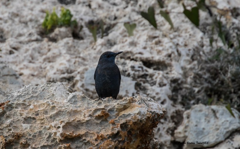 Blue Rock Thrush Cape Greco 1st February 2016 (c) Cyprus Birding Tours