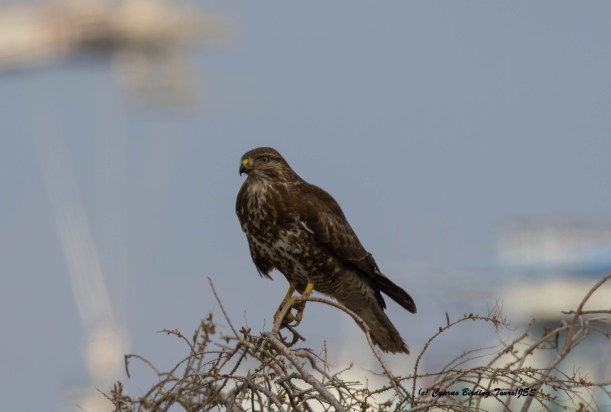 Common Buzzard Lady's Mile 5th February 2016 (c) Cyprus Birding Tours