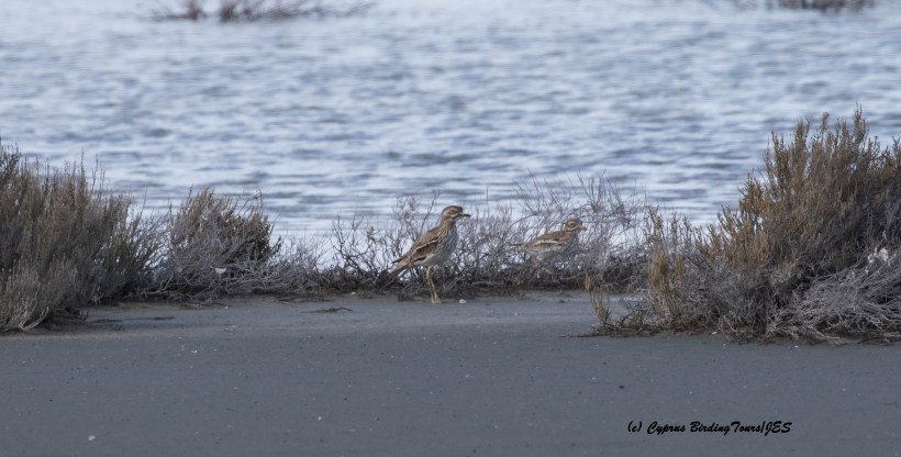 Eurasian Stone Curlew Larnaca Airport Pools South 7th February 2016 (c) Cyprus Birding Tours