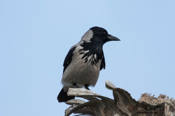 Hooded Crow Lady's Mile 5th February 2016 (c) Cyprus Birding Tours