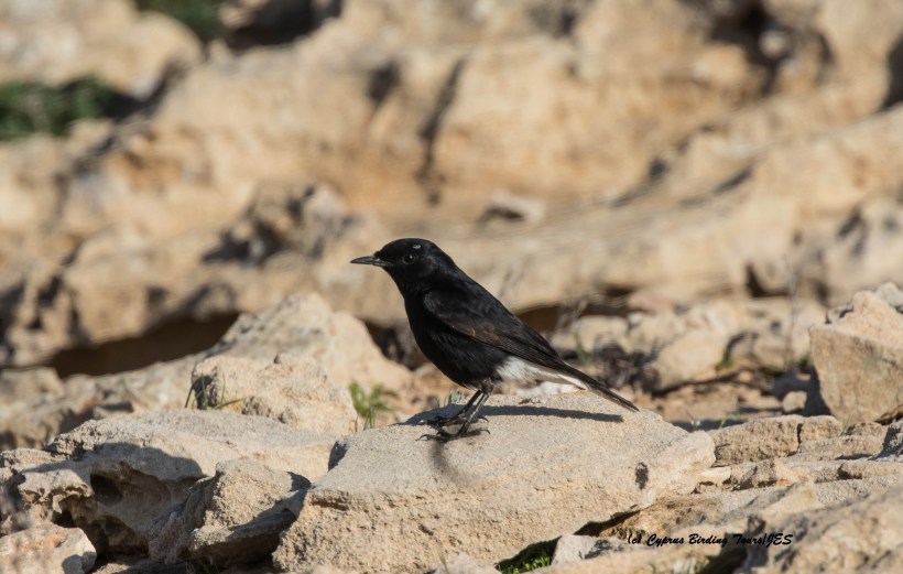 White-crowned Wheatear Cape Greco 26th February 2016 (c) Cyprus Birding Tours