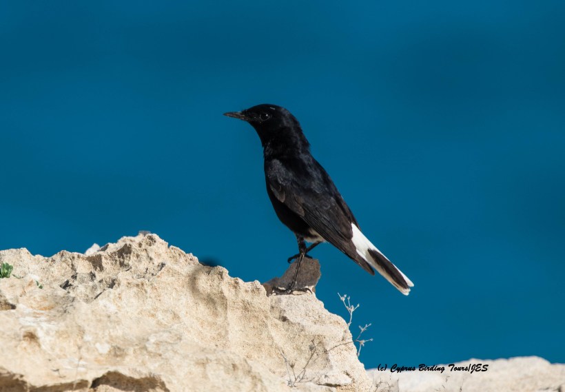 White-crowned Wheatear Cape Greco 26th February 2016 (c) Cyprus Birding Tours