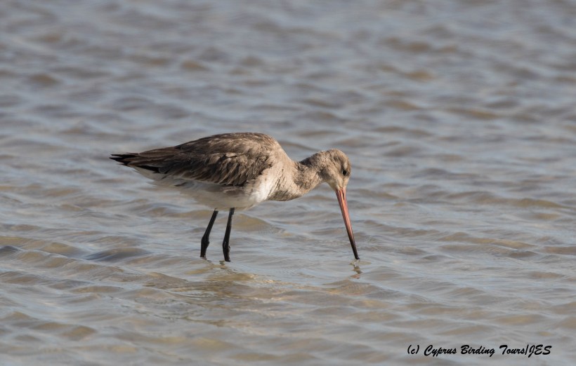 Black-tailed Godwit, Lady's Mile 20th March 2016 (c) Cyprus Birding Tours