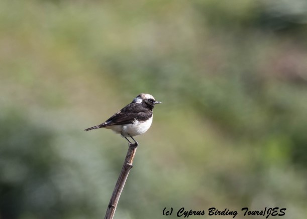 Cyprus Wheatear, Anarita Park 22nd March 2016 (c) Cyprus Birding Tours
