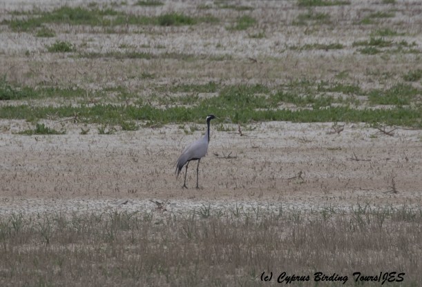 Demoiselle Crane, Kouklia Dam 25th March 2016 (c) Cyprus Birding Tours
