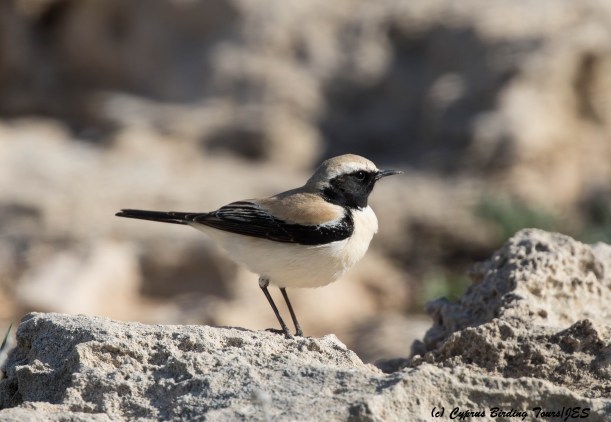 Desert Wheatear Cape Greco 4th March 2016 (c) Cyprus Birding Tours