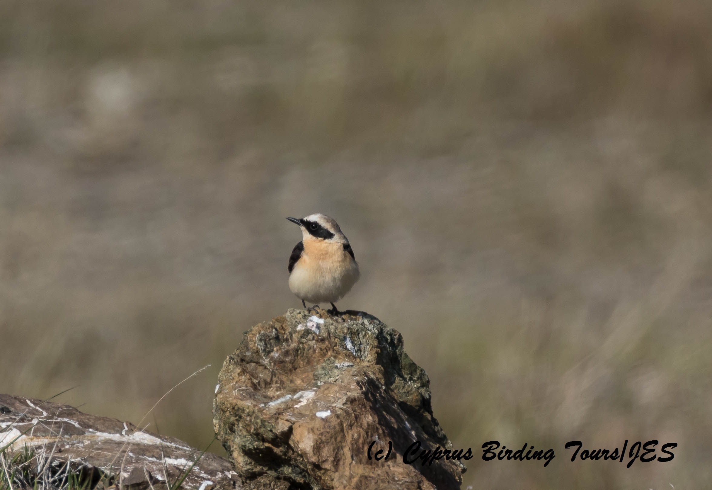 Eastern Black-eared Wheatear pale throated male, Anarita Park 22nd March 2016 (c) Cyprus Birding Tours