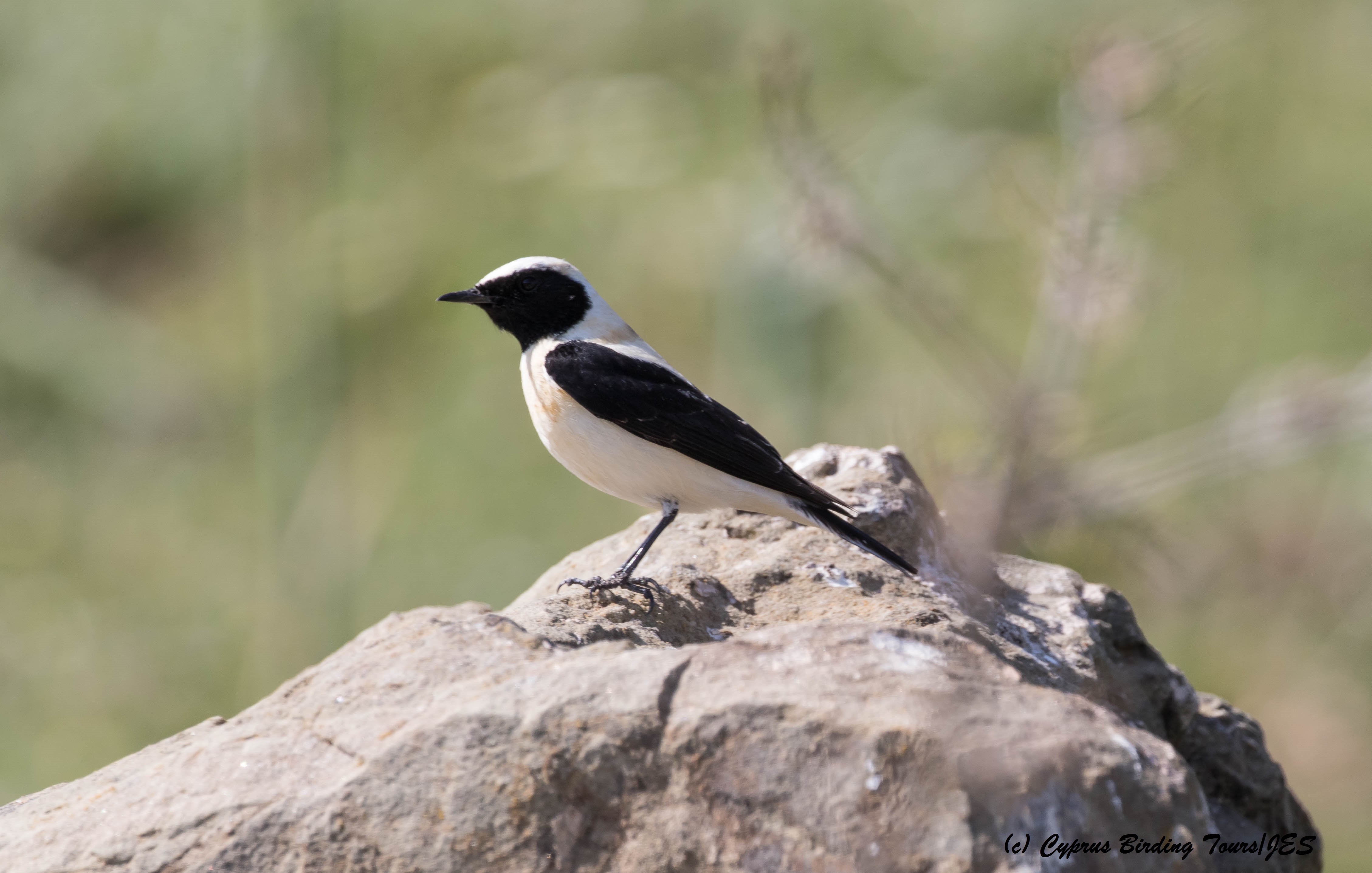 Eastern Black-eared Wheatear dark throated male, Anarita Park 22nd March 2016 (c) Cyprus Birding Tours