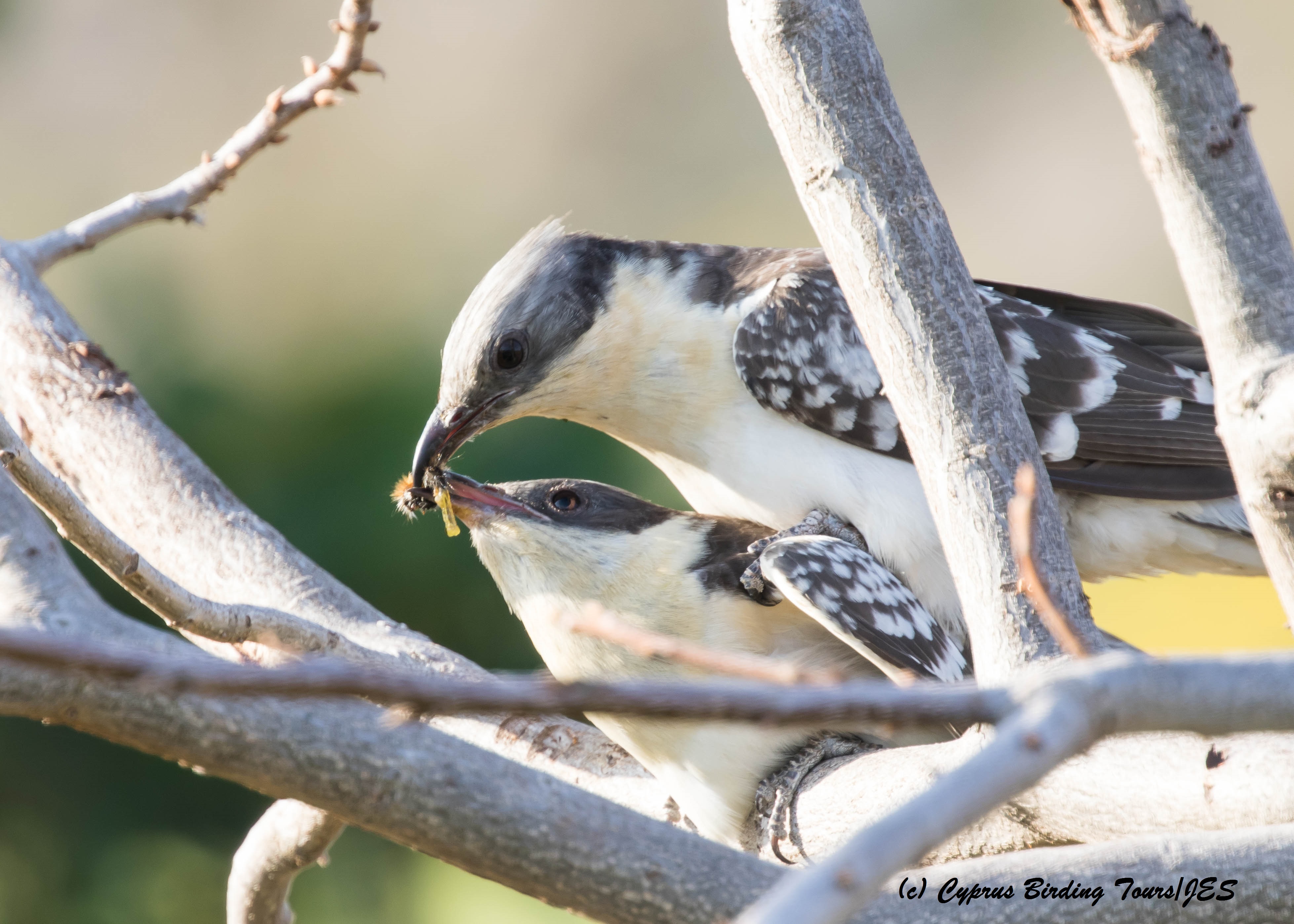 Great Spotted Cuckoo mating, Agia Varvara 22nd March 2016 (c) Cyprus Birding Tours