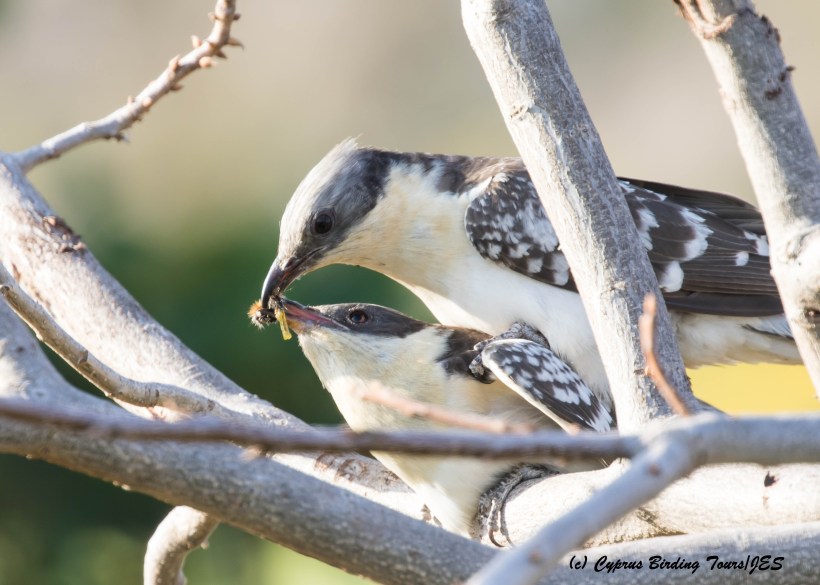 Great Spotted Cuckoo mating, Agia Varvara 22nd March 2016 (c) Cyprus Birding Tours