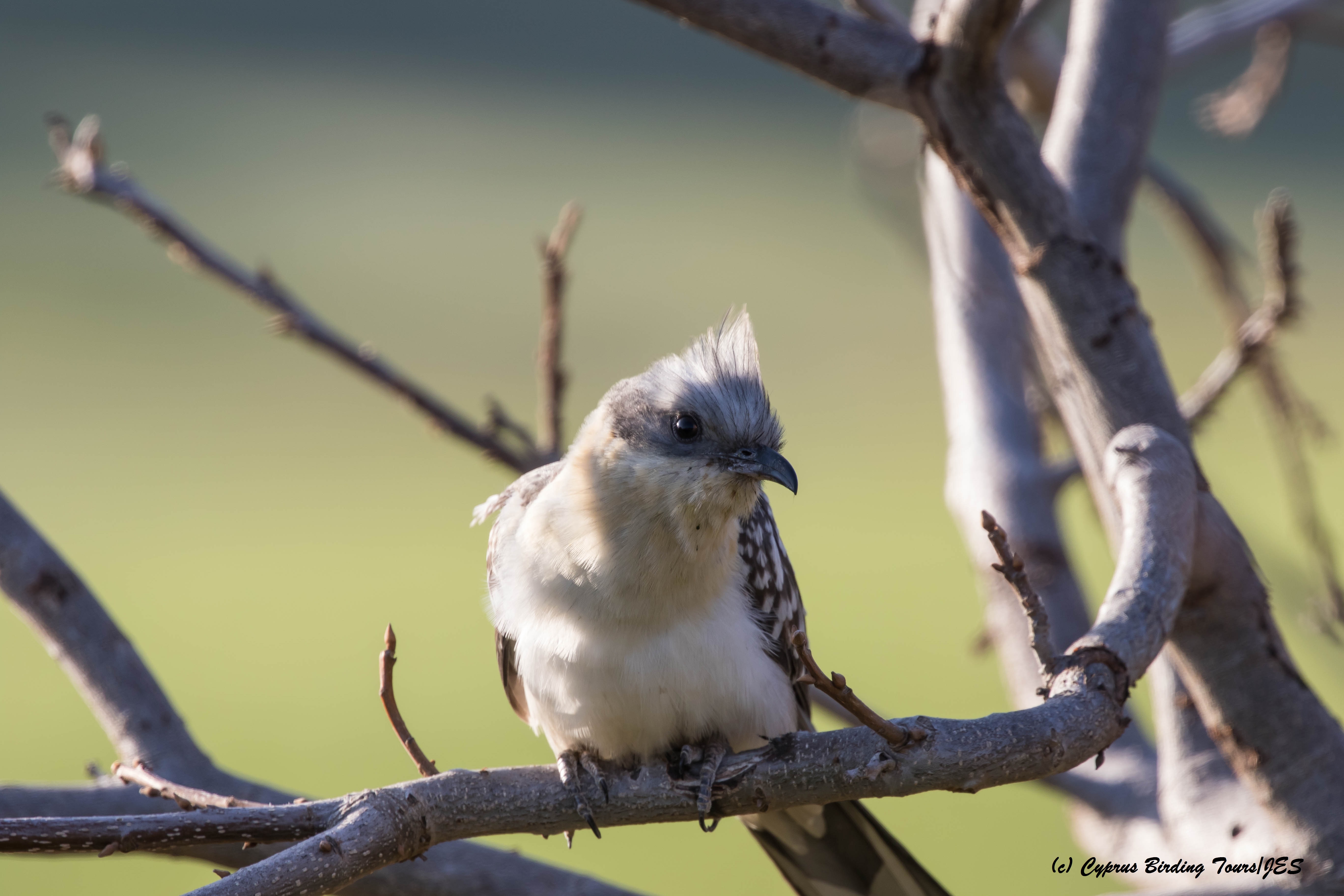 Great Spotted Cuckoo, Agia Varvara 22nd March 2016 (c) Cyprus Birding Tours