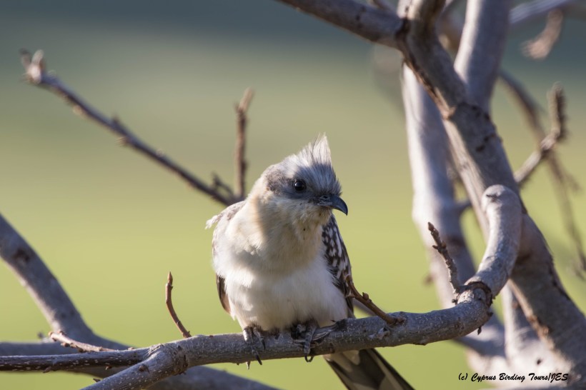 Great Spotted Cuckoo, Agia Varvara 22nd March 2016 (c) Cyprus Birding Tours