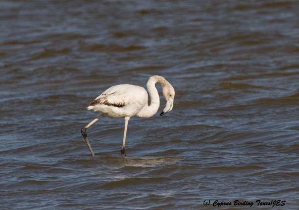 Immature Greater Flamingo Meneou Pool 13th March 2016 (c) Cyprus Birding Tours