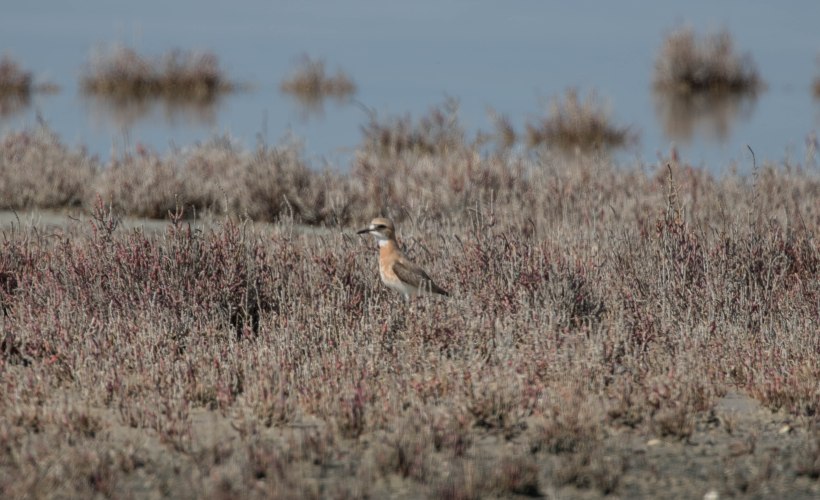Greater Sand Plover, Lady's Mile 31st March 2016(c) Cyprus Birding Tours