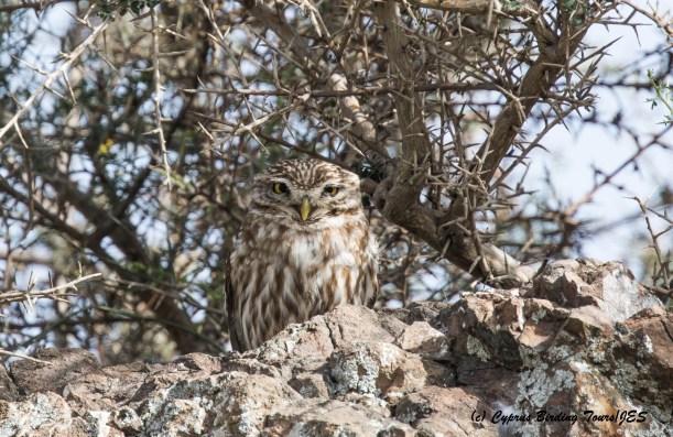Little Owl, Anarita Park 9th March 2016 (c) Cyprus Birding Tours