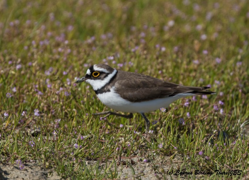 Little Ringed Plover, Petounta Point, 16th March 2016 (c) Cyprus Birding Tours