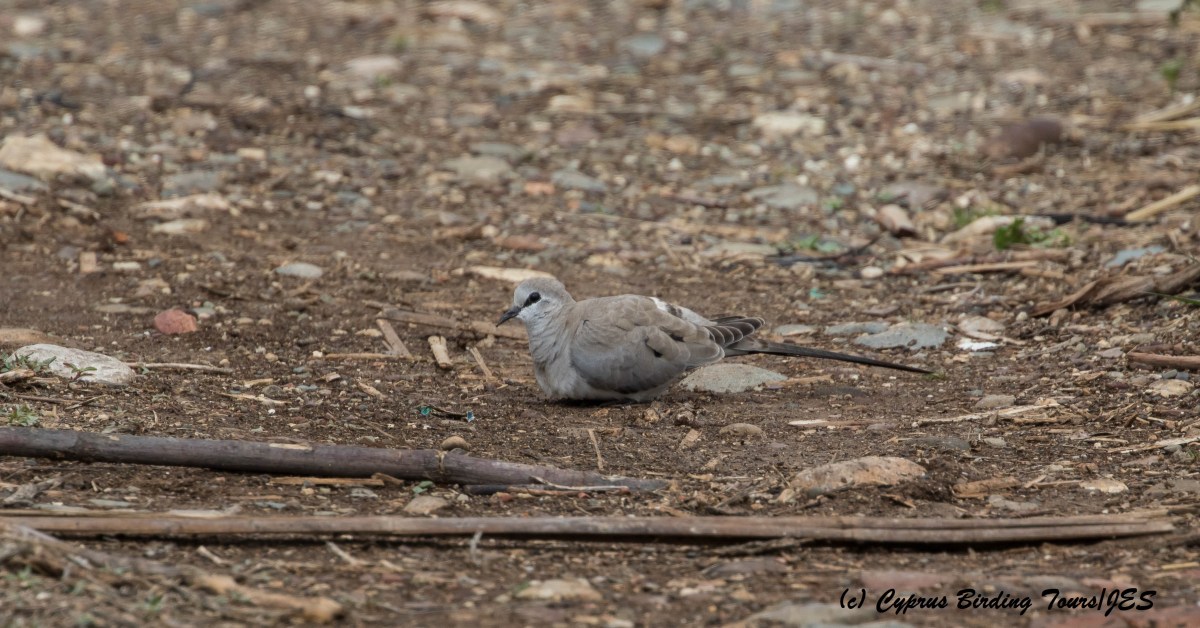 Namaqua Dove, Mandria 15th March 2016 (c) Cyprus Birding Tours