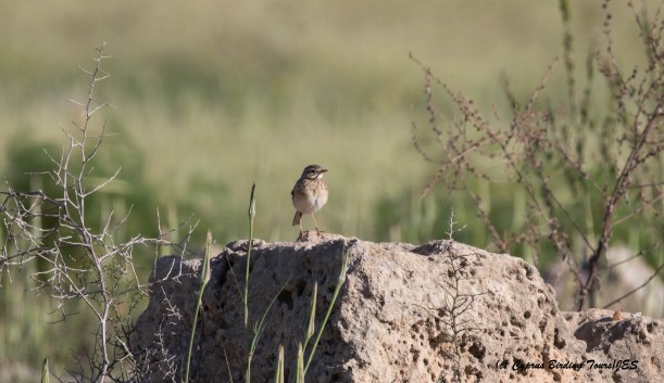 Distant record shot of Richard's Pipit, Paphos Headland 11th March 2016 (c) Cyprus Birding Tours