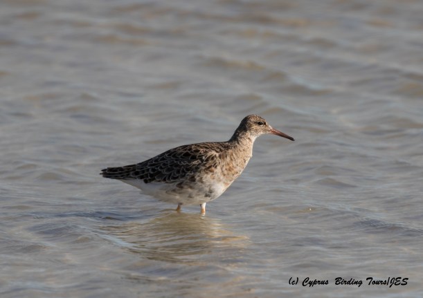 Ruff, Lady's Mile 20th March 2016 (c) Cyprus Birding Tours