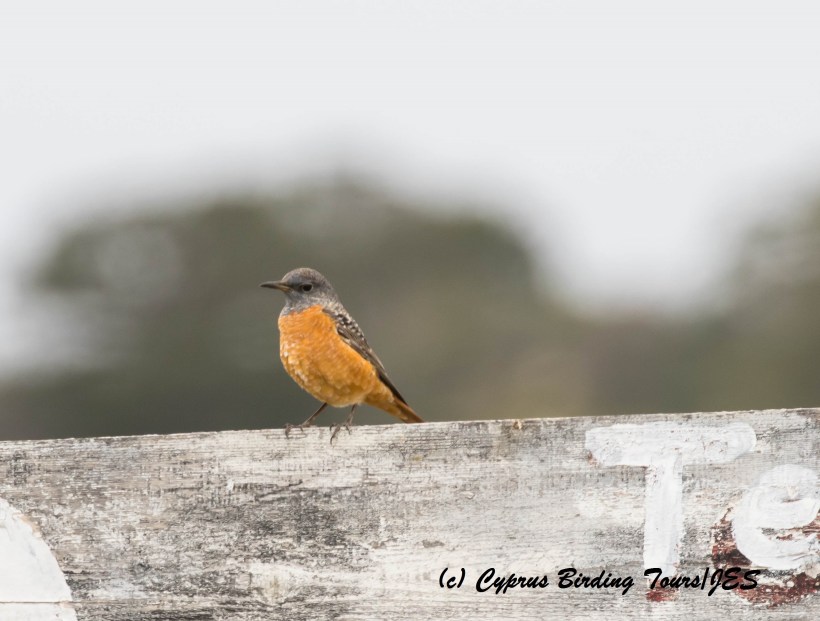 Rufous-tailed Rock Thrush 2, Karpasia 26th March 2016 with signature