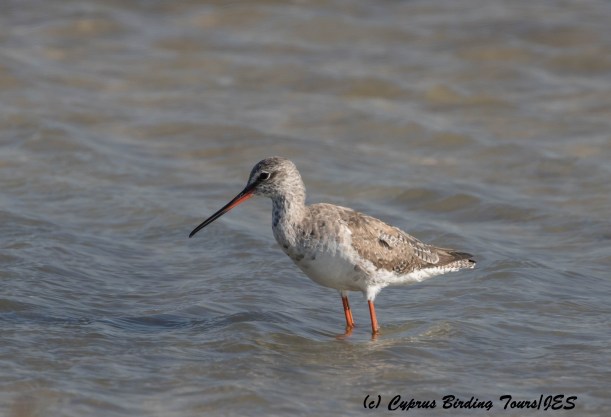 Spotted Redshank, Lady's Mile 20th March 2016 (c) Cyprus Birding Tours