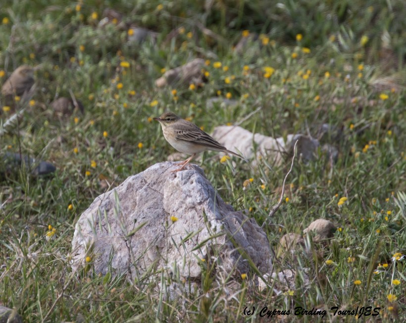 Tawny Pipit, Anarita Park 28th March 2016 (c) Cyprus Birding Tours