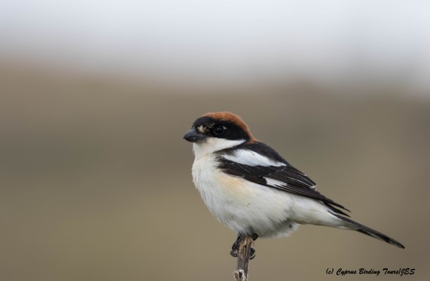 Woodchat Shrike, Anarita Park 28th March 2016 (c) Cyprus Birding Tours