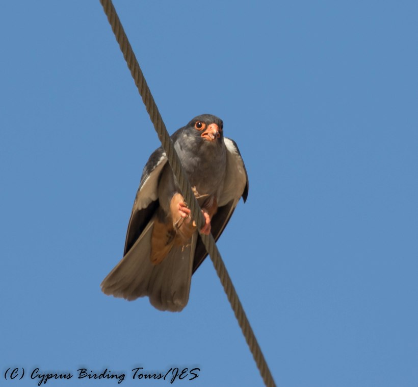 Amur Falcon, Anarita Park, 29th April 2016 (c) Cyprus Birding Tours