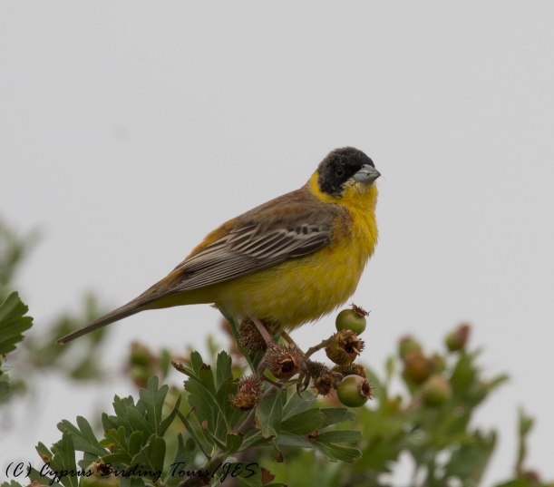 Black-headed Bunting, Pittokopos, 24th April 2016 (c) Cyprus Birding Tours