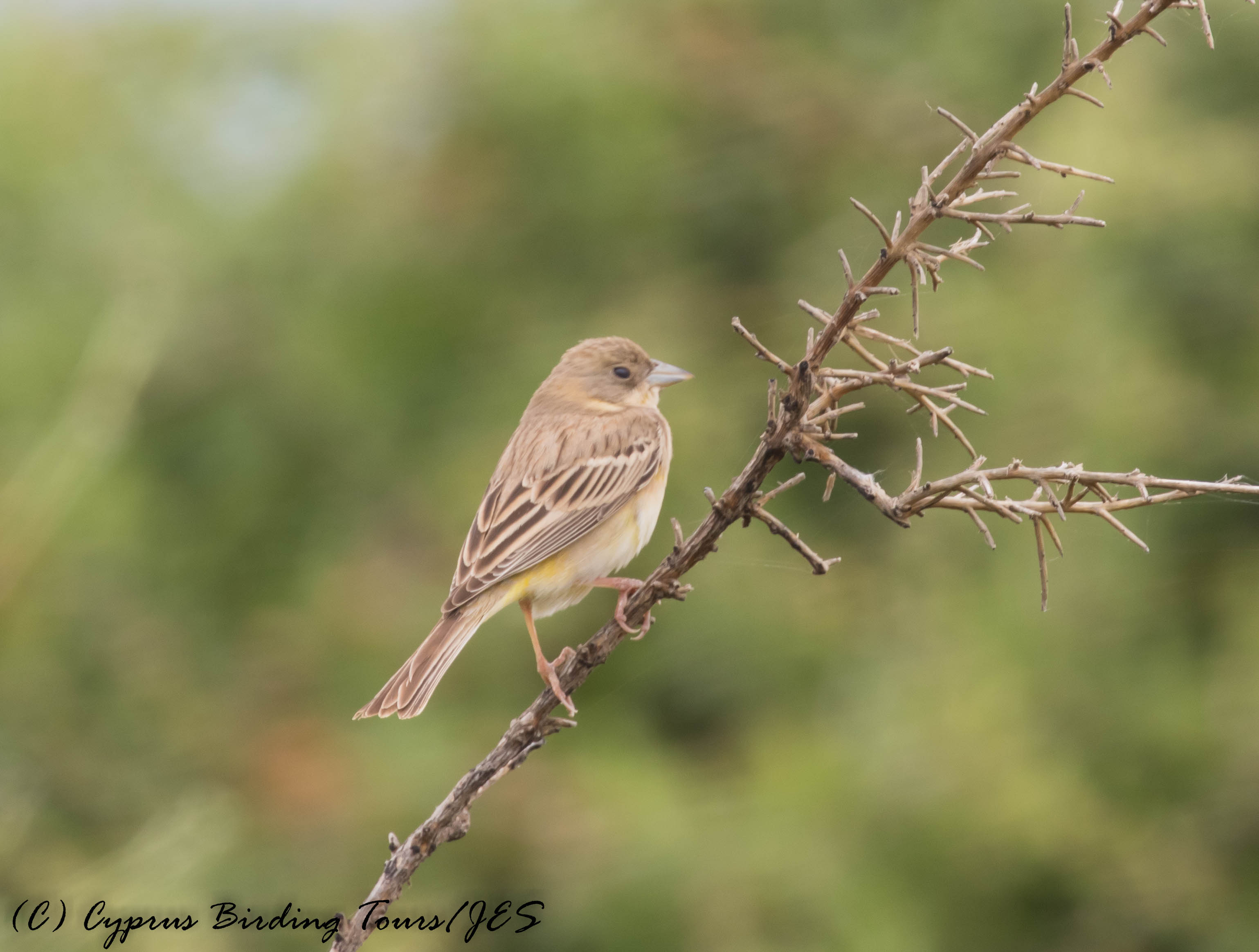 Black-headed Bunting female, Pittokopos, 24th April 2016 (c) Cyprus Birding Tours